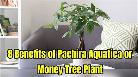 pachira aquatica benefits